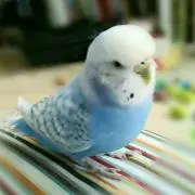 バムセ