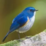 S_takL