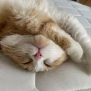 キウイ
