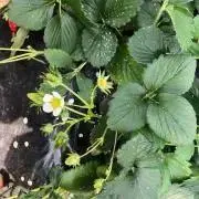 ☆ぽぽん☆の画像