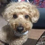 ミマ