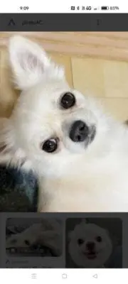 シロの画像