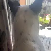 damaの画像