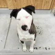 もふの画像