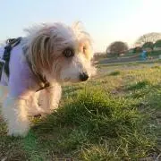 ゆーり