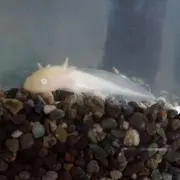 あおやま