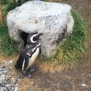 ぺんきちの画像