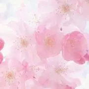 桜⭐︎の画像