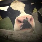 ブゥ。