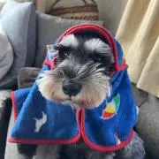 きぬたのたぬきの画像