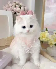 またたびの画像