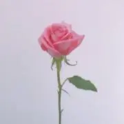 ソイラテの画像
