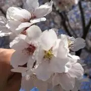 ももの画像