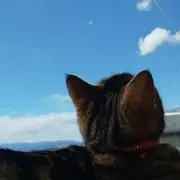 つるこ