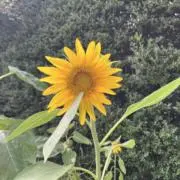 ぼの