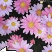 hrmの画像