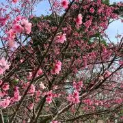 あんこ