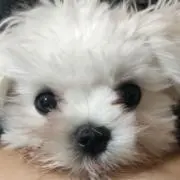 n_cの画像
