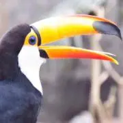 もす
