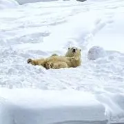 白湯の画像