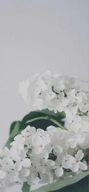 ぽぴ。の画像