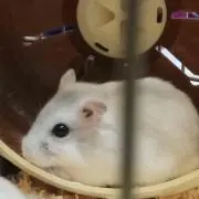 かえで即購入歓迎