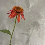 ⭐︎NR41⭐︎の画像