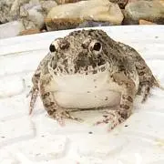 みほ