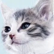 AN