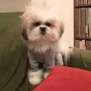 mu【即購入⭕️です！】の画像