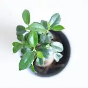 PLANTSの画像