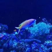 にわ