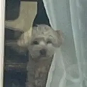 にゃんの画像