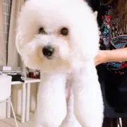 Kariiiiの画像