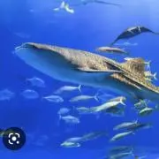 blueの画像