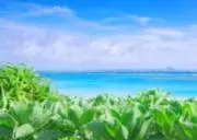 ラパン