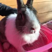 うさきち