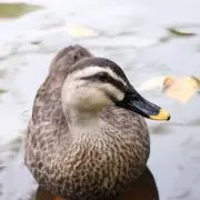辰巳