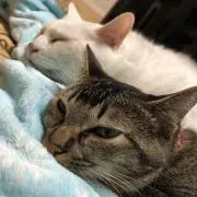 小倉しらたまの画像