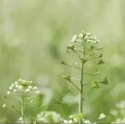 Nazunaの画像