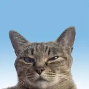 aの画像