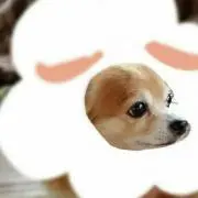 ちゃーこの画像