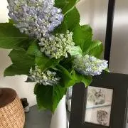 Mujiの画像