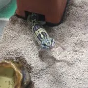 レオパ釿ちゃん
