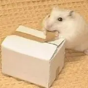 もっちー