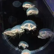 フク