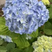 夏子の画像