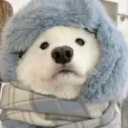 グレゴリの画像