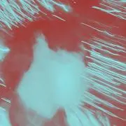 くーの画像