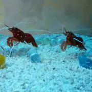 きんちゃん